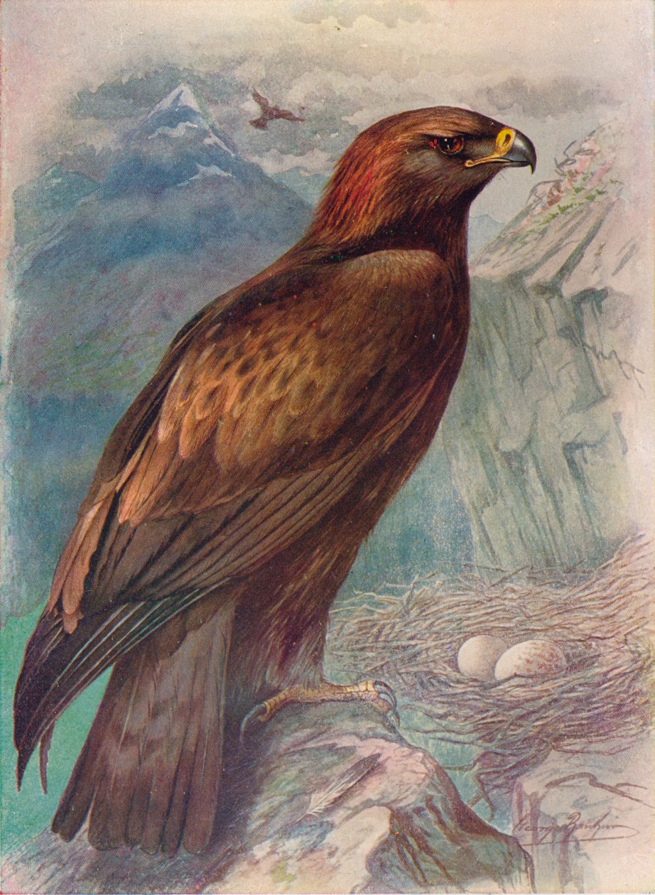 金鹰-天鹰座chrysaetus，c1910，1910 作者 乔治·詹姆斯·兰金