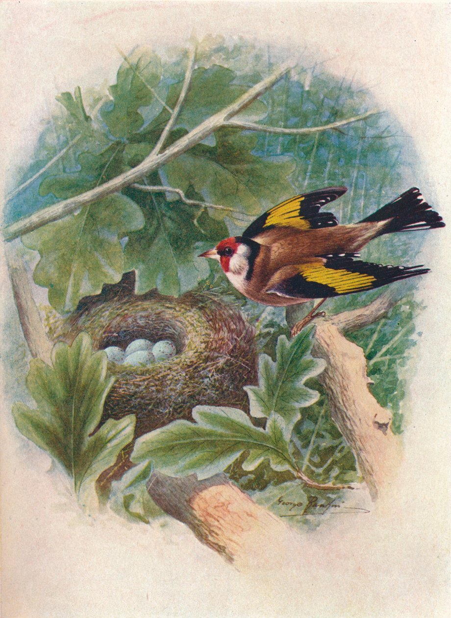金翅雀-Carduelis elegans，c1910，1910 作者 乔治·詹姆斯·兰金
