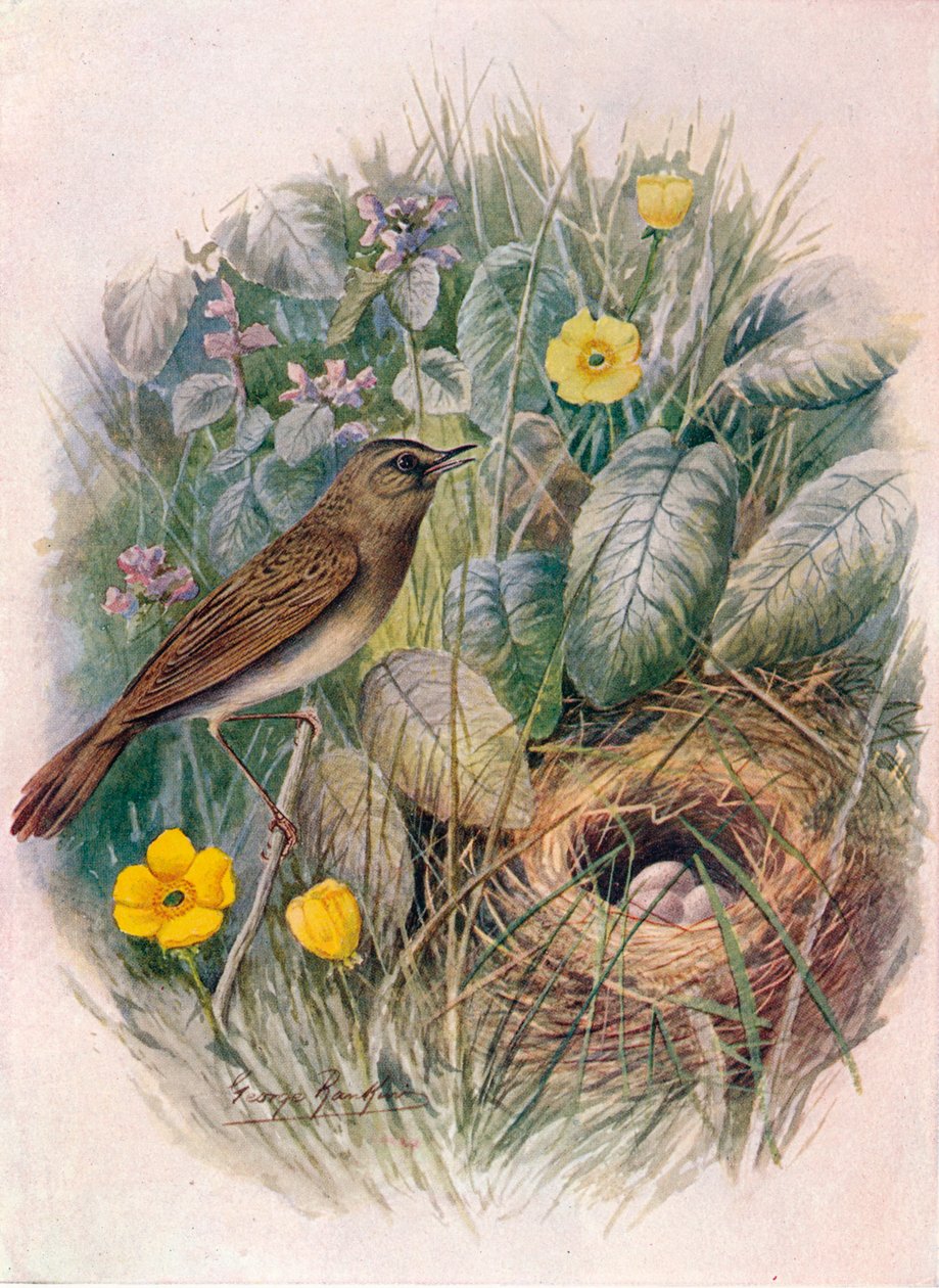 蚱hopper-Locustella naevia，c1910，1910 作者 乔治·詹姆斯·兰金