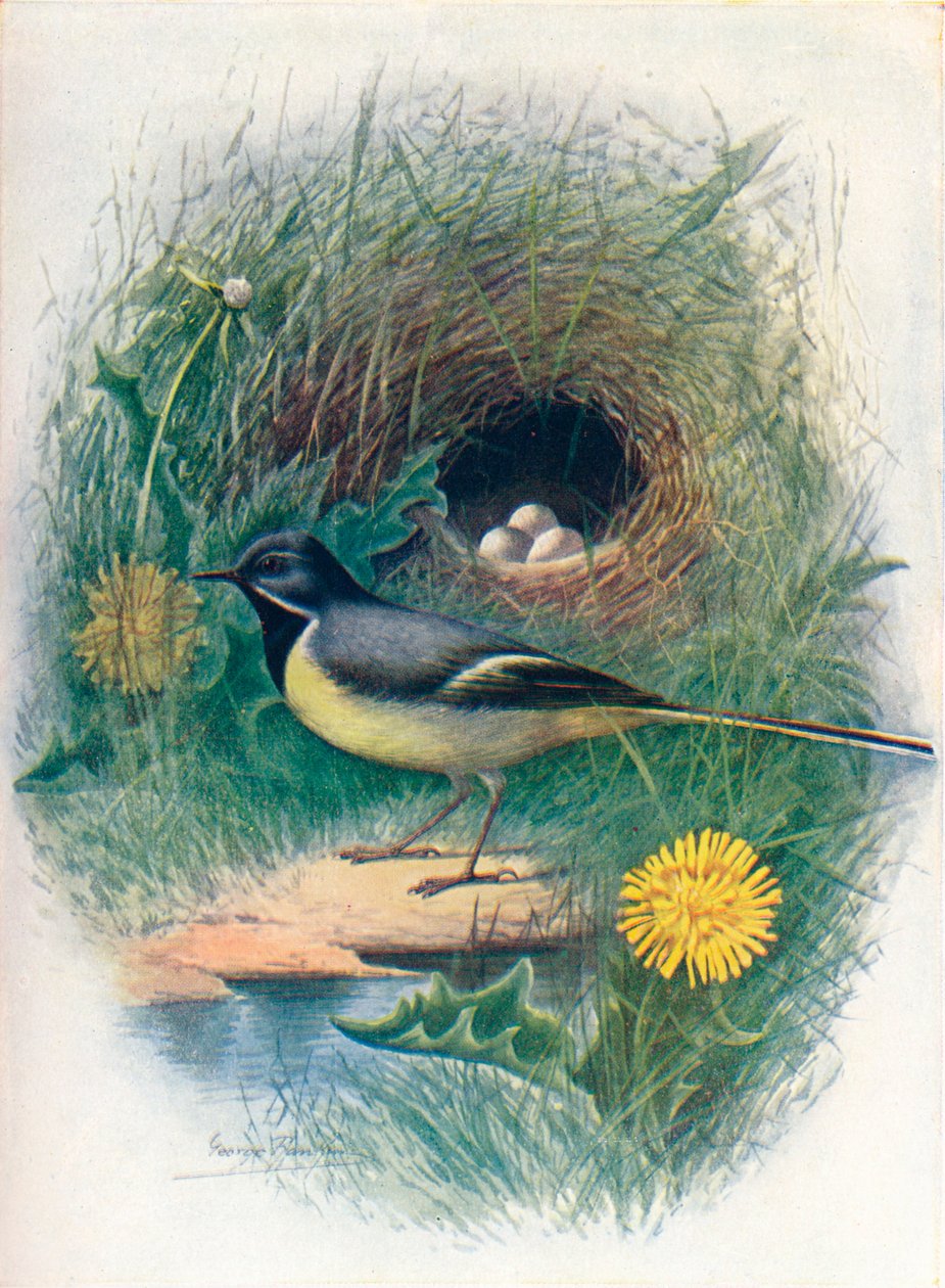 灰g-Motacilla melanope，c1910，1910 作者 乔治·詹姆斯·兰金