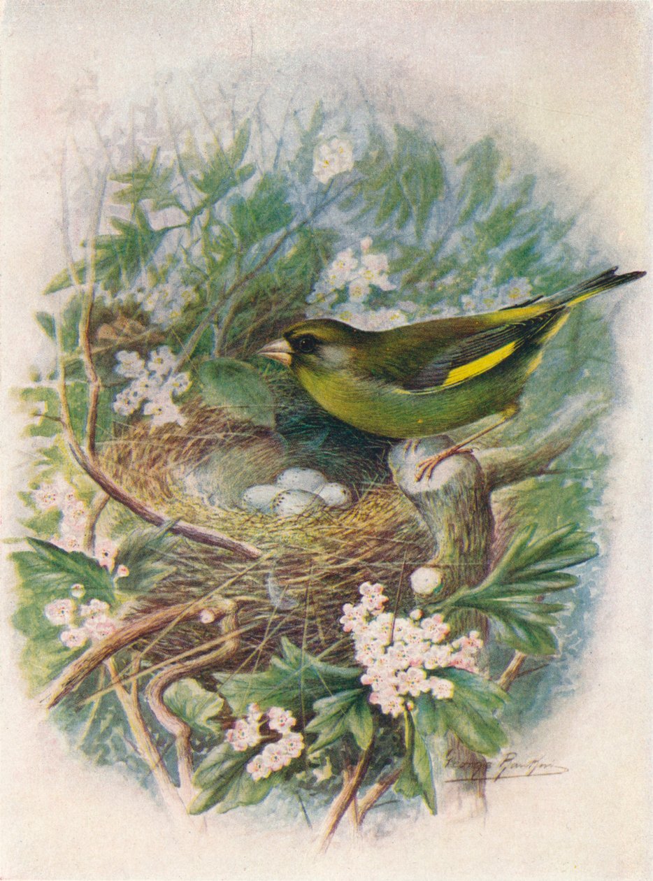 绿翅雀（Greenfinch）-利古里纳斯chloris，c1910，1910 作者 乔治·詹姆斯·兰金