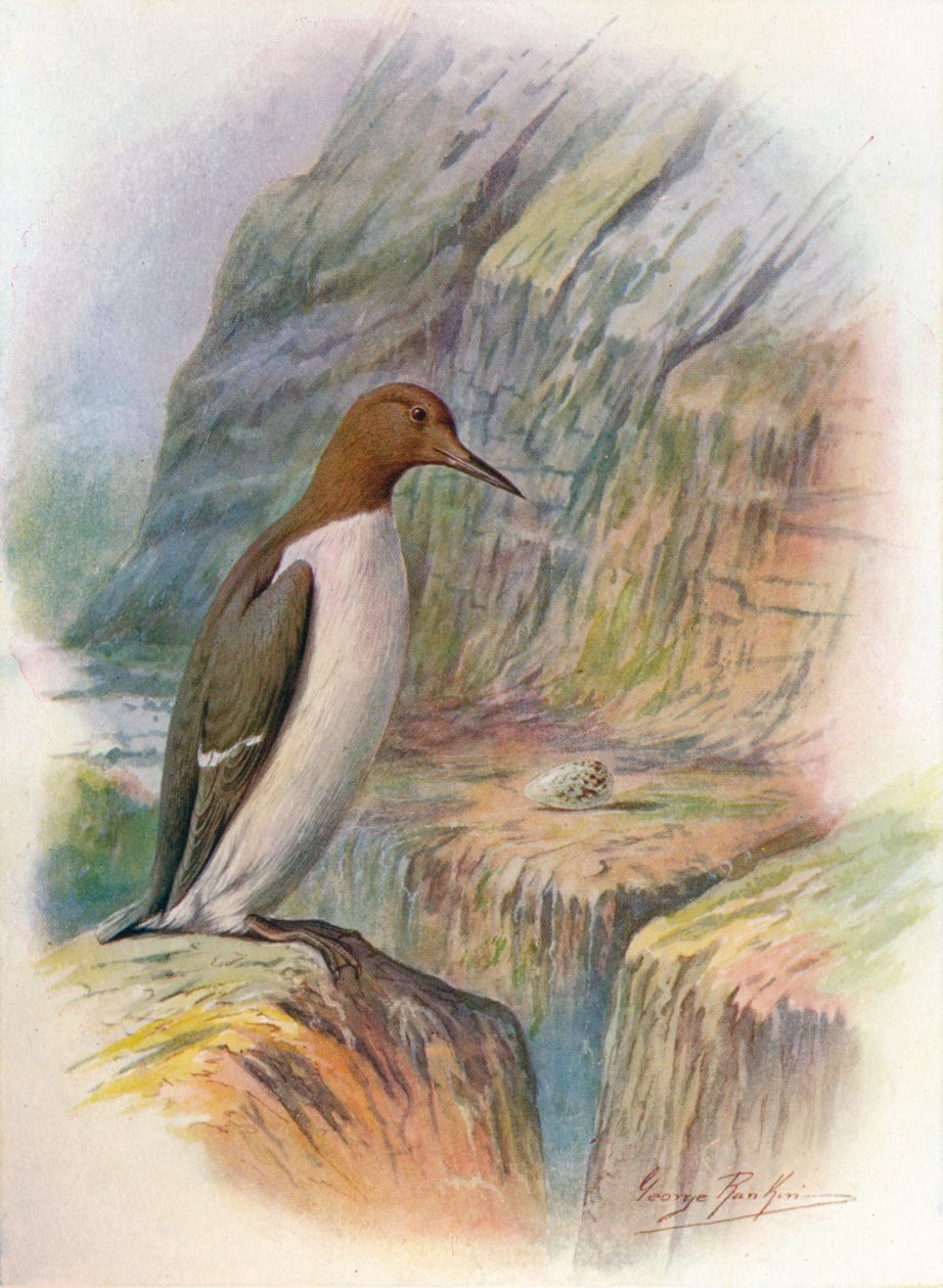 海雀（Guillemot）-乌里亚·特洛伊（Uria troile），c1910，1910年 作者 乔治·詹姆斯·兰金