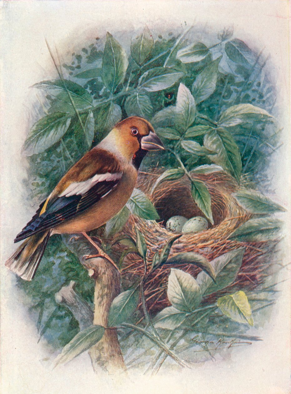 霍芬奇（Hawfinch）-寻常球藻，c1910，1910 作者 乔治·詹姆斯·兰金