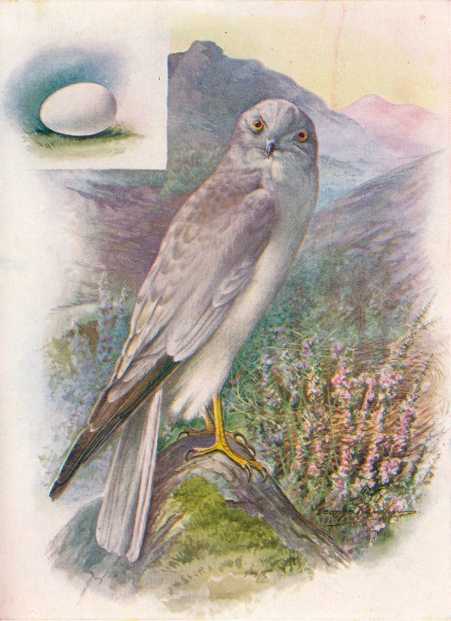 母鸡-马戏团cyaneus，c1910，1910 作者 乔治·詹姆斯·兰金