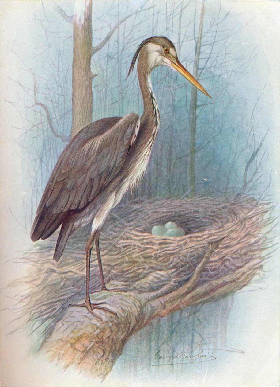 苍鹭-苍鹭（Ardea cinerea），c1910，1910 作者 乔治·詹姆斯·兰金