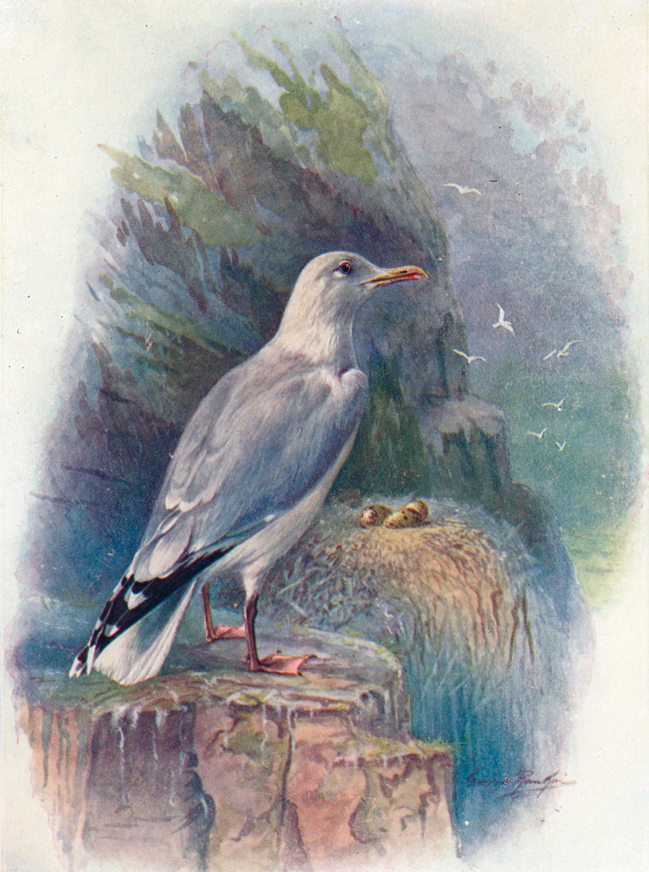 鲱鸥-鸥鸥（Larus argentatus），c1910，1910 作者 乔治·詹姆斯·兰金