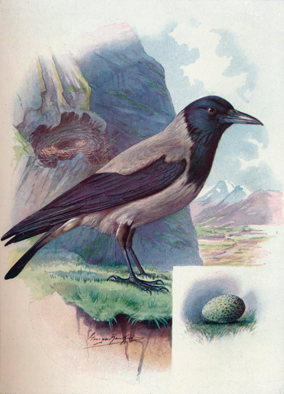连帽乌鸦-乌鸦座cornix，c1910，1910 作者 乔治·詹姆斯·兰金