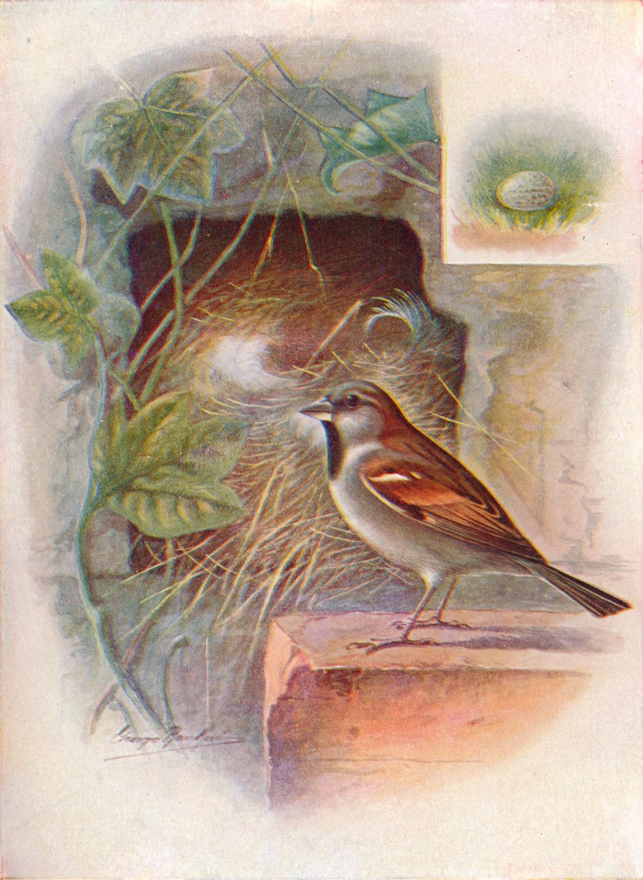 麻雀-Passer domesticus，c1910，1910 作者 乔治·詹姆斯·兰金