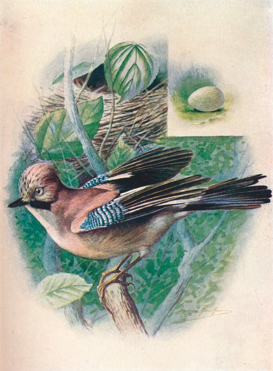 Jay- Garrulus glandarius，1910年，1910年 作者 乔治·詹姆斯·兰金