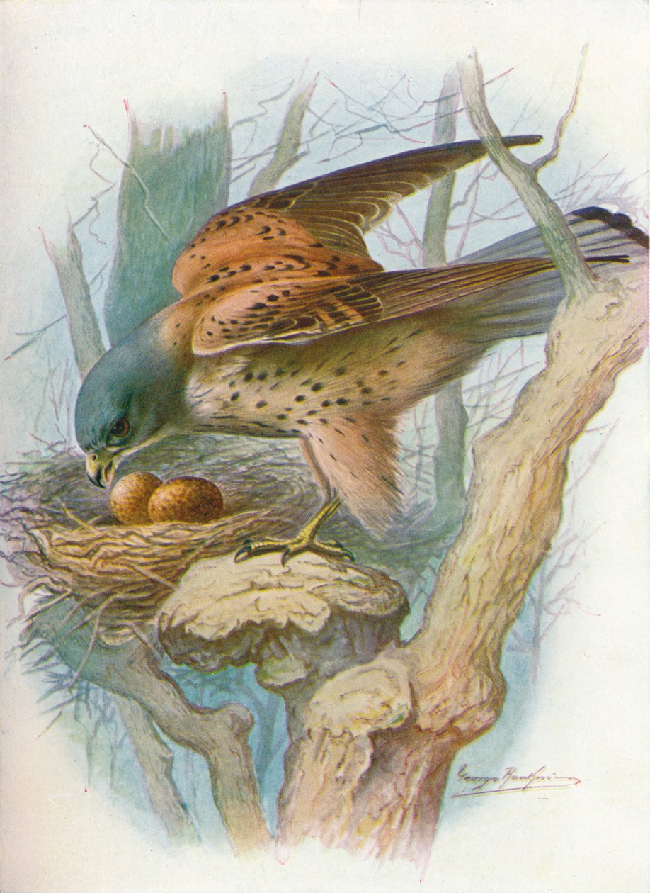 红est-falco tinnunculus，c1910，1910 作者 乔治·詹姆斯·兰金