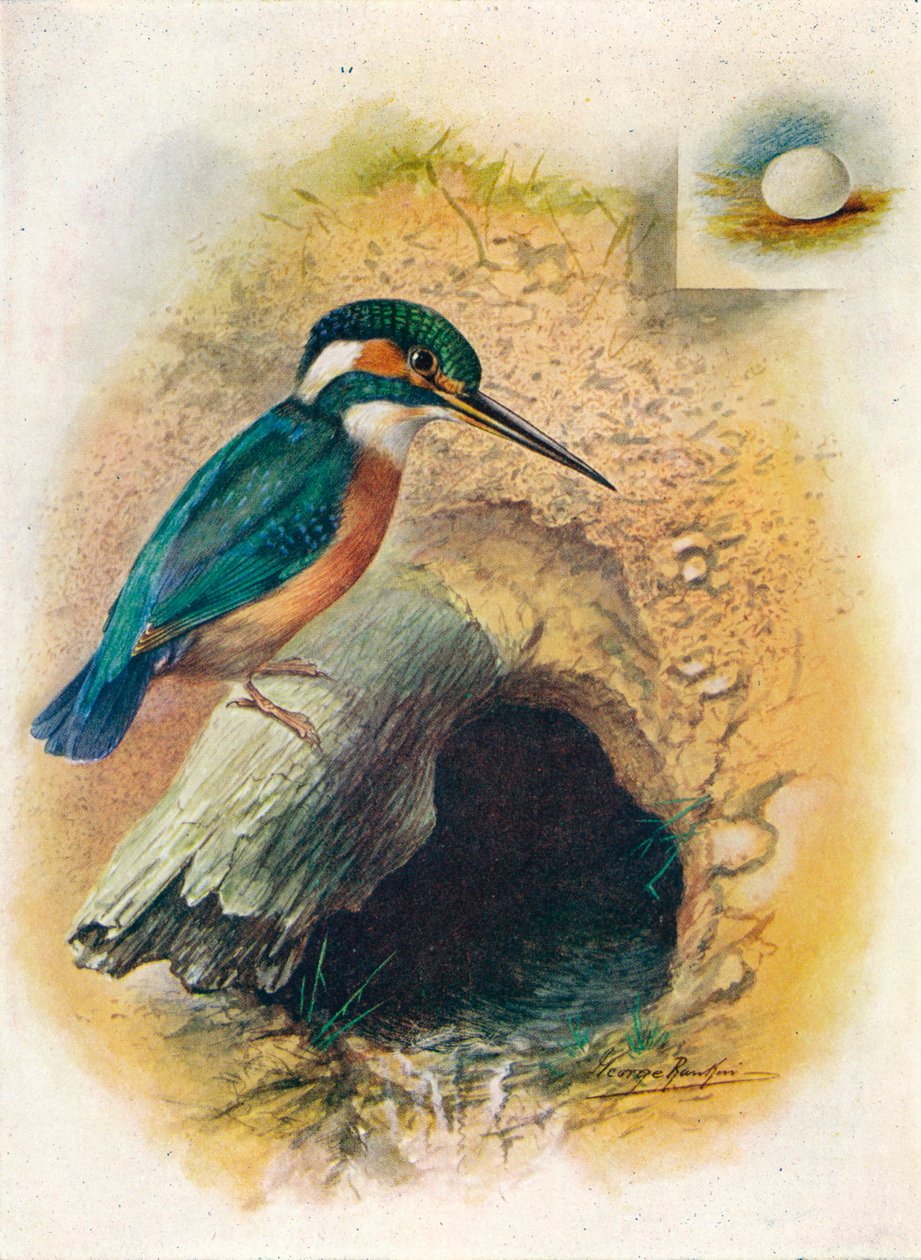 翠鸟-伊斯皮达（Alcedo ispida），c1910，1910 作者 乔治·詹姆斯·兰金