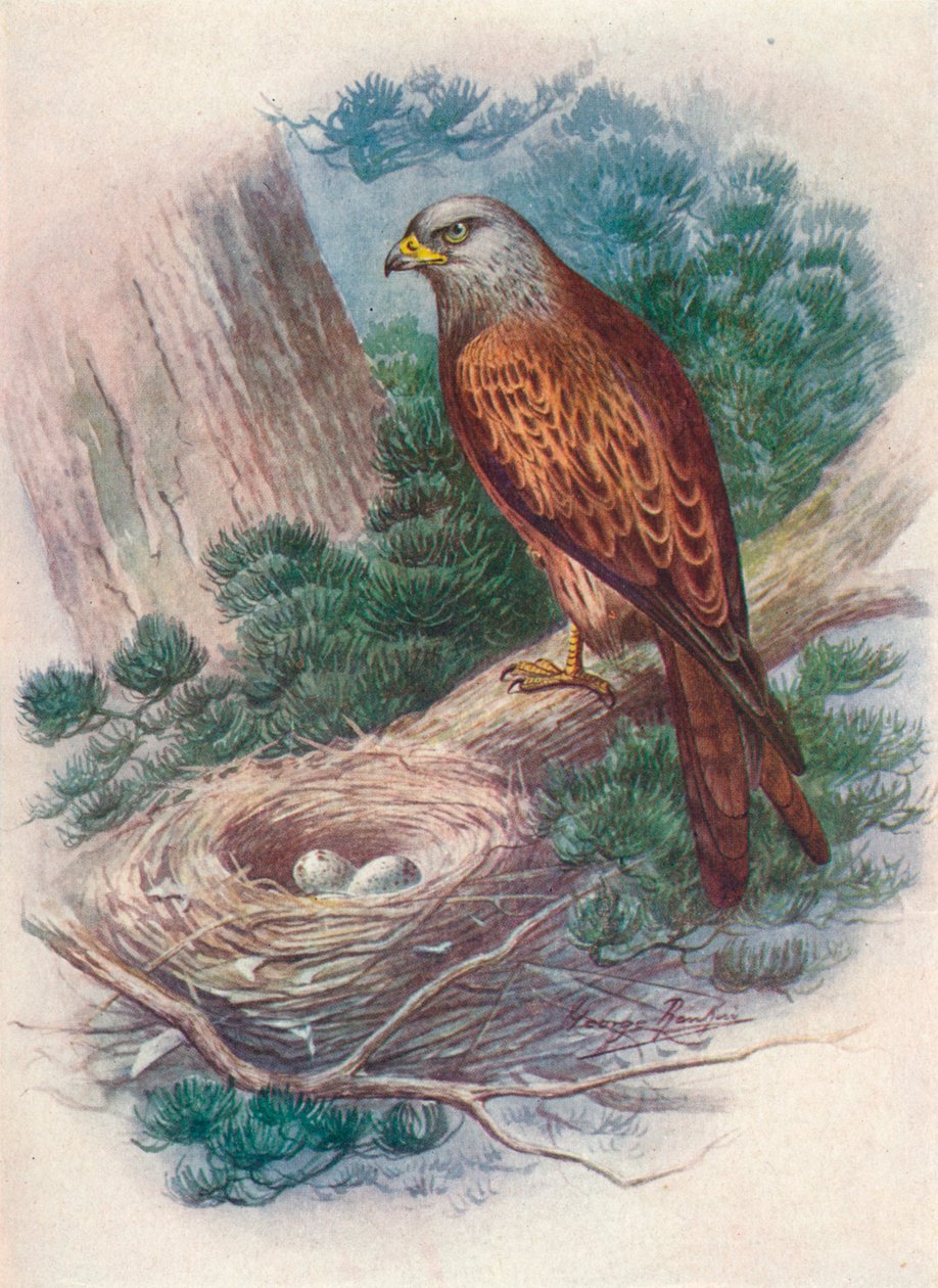 风筝-Milvus ictinus，c1910，1910 作者 乔治·詹姆斯·兰金