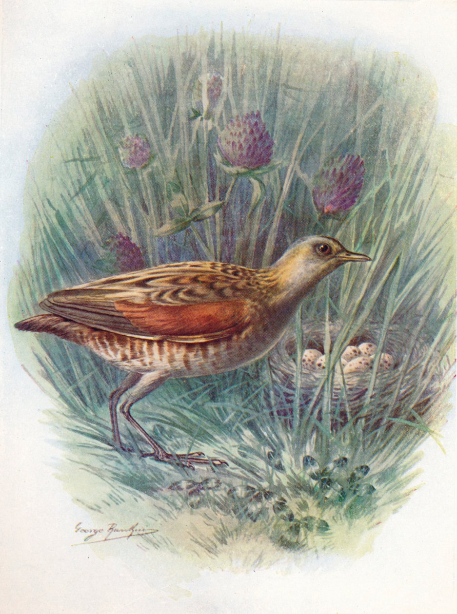 Landrail或Corncrake-Crex pratensis，c1910，1910 作者 乔治·詹姆斯·兰金