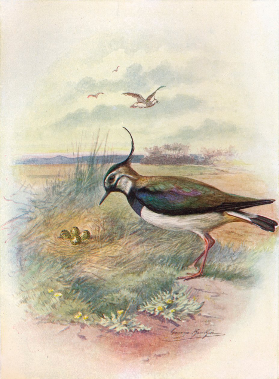 田p或Peewit-Vnellus vulgaris，c1910，1910 作者 乔治·詹姆斯·兰金