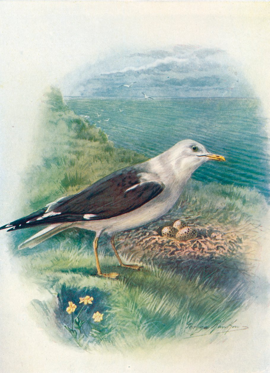 小黑背鸥-鸥（Larus fuscus），c1910，1910 作者 乔治·詹姆斯·兰金