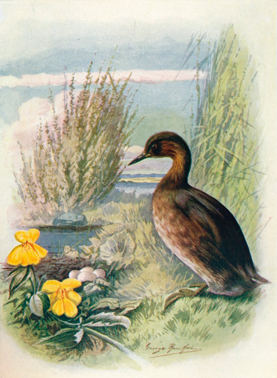 小格里布（Grebe）或达布奇克（Dabchick）-Podicipes fluviatilis，c1910，1910 作者 乔治·詹姆斯·兰金