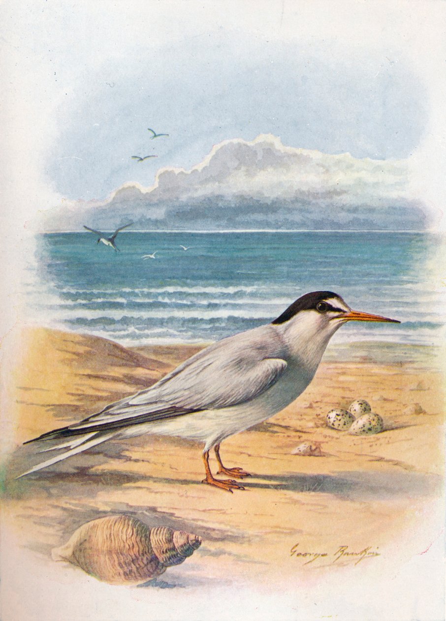 小燕鸥-Sterna minuta，c1910，1910 作者 乔治·詹姆斯·兰金