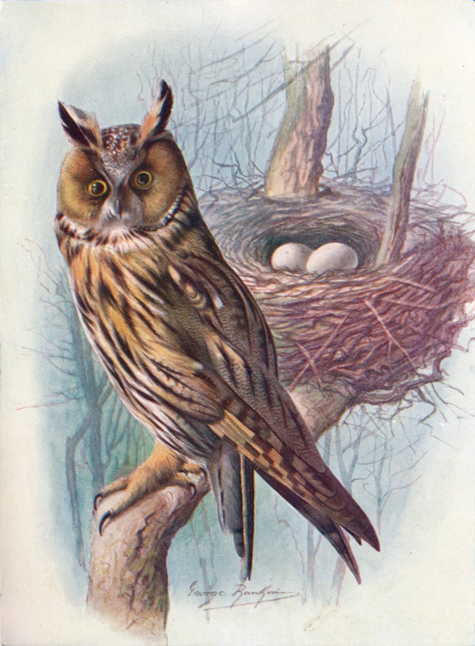长耳猫头鹰-Asio otus，c1910，1910 作者 乔治·詹姆斯·兰金