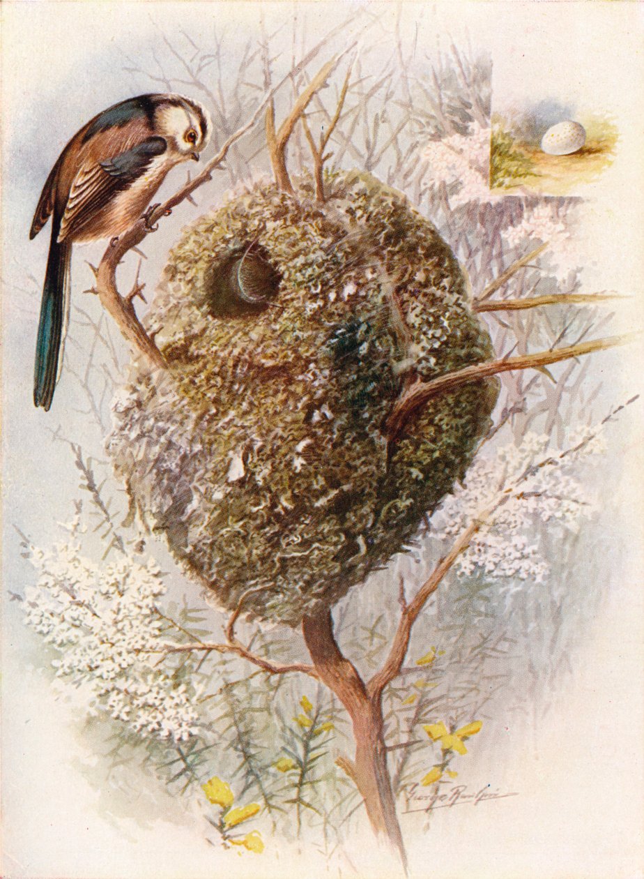 长尾山雀-Acredula caudata，c1910，1910 作者 乔治·詹姆斯·兰金