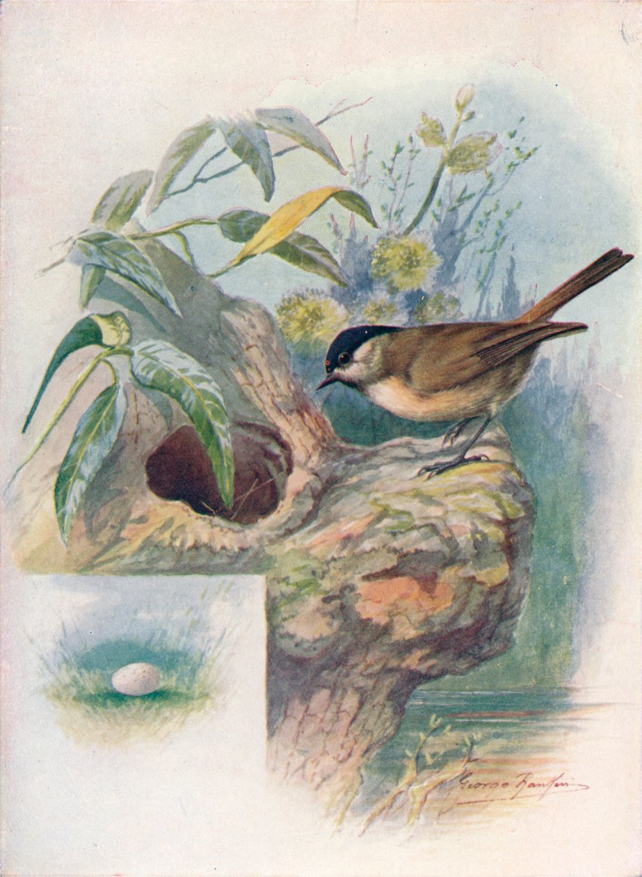 沼泽山雀-帕鲁斯（Paus palustris），c1910，1910 作者 乔治·詹姆斯·兰金