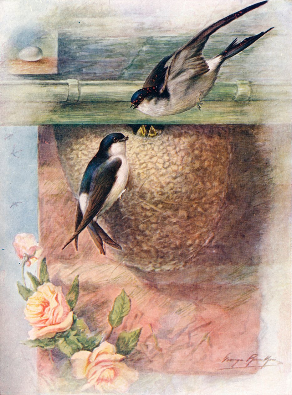 马丁-谢里登·乌尔比卡（Chelidon urbica），c1910，1910 作者 乔治·詹姆斯·兰金