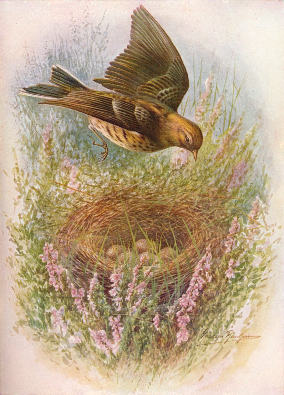 Meadow-Pipit或Titlark-Anthus pratensis，c1910，1910 作者 乔治·詹姆斯·兰金