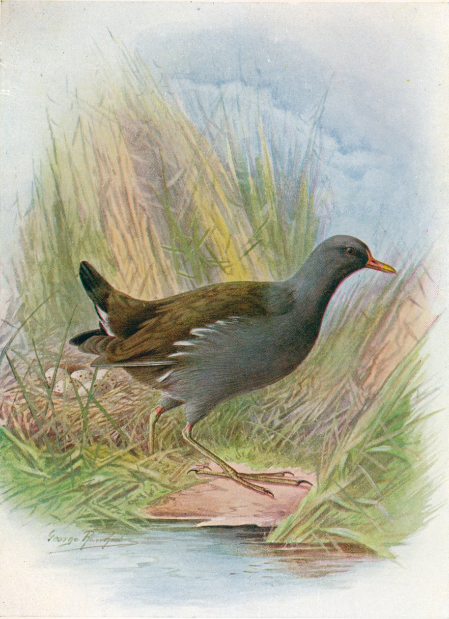 Moorhen or Waterhen-Gallinula chloropus，c1910，1910 作者 乔治·詹姆斯·兰金