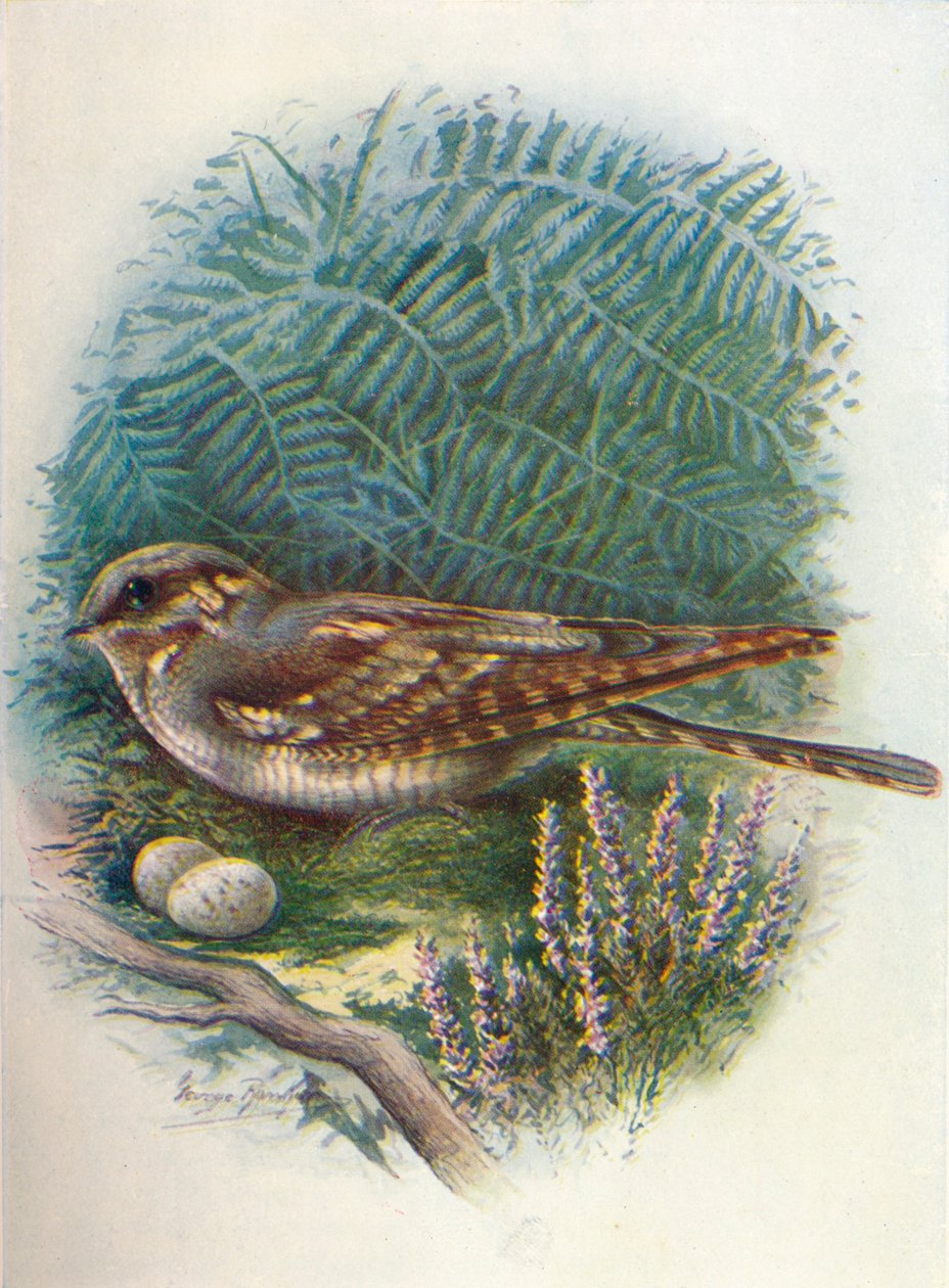 夜莺或山羊吸盘-欧洲山羊草，c1910，1910 作者 乔治·詹姆斯·兰金