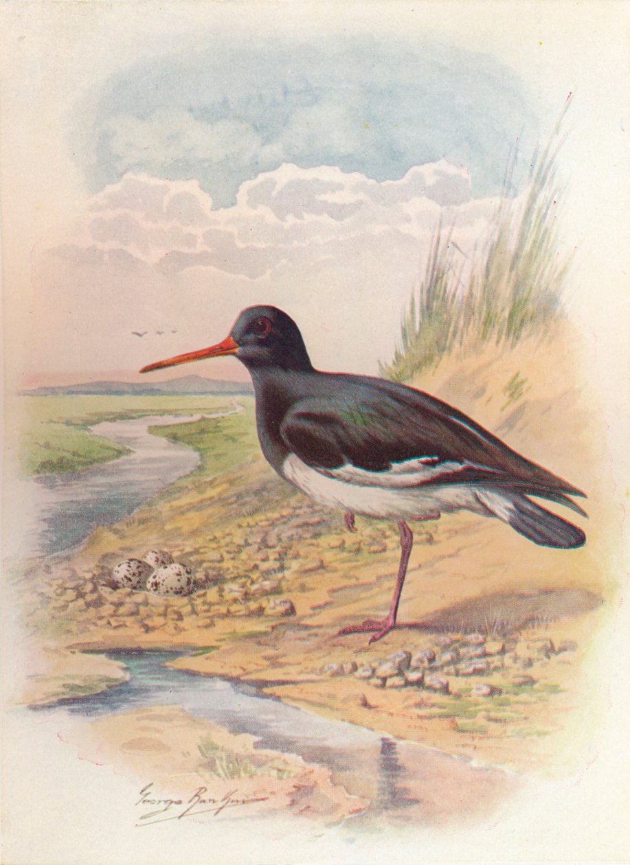 牡蛎捕手-蛎Ha（Oemasterus ostralegus），c1910，1910 作者 乔治·詹姆斯·兰金