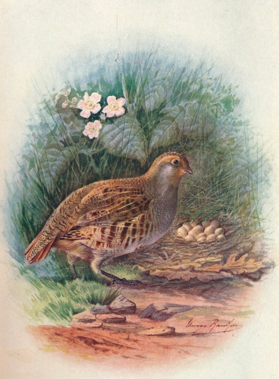 ridge-Perdix cinerea，c1910，1910 作者 乔治·詹姆斯·兰金