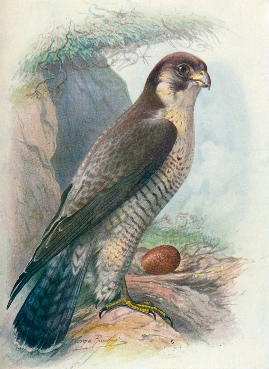 游eg猎鹰（Peregrine Falcon）-Falco peregrinus，c1910，1910 作者 乔治·詹姆斯·兰金