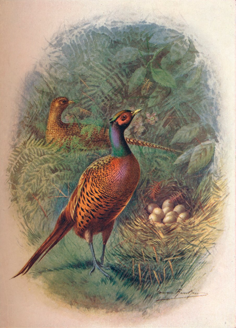 ea鸡-Phasianus colchicus，c1910，1910 作者 乔治·詹姆斯·兰金