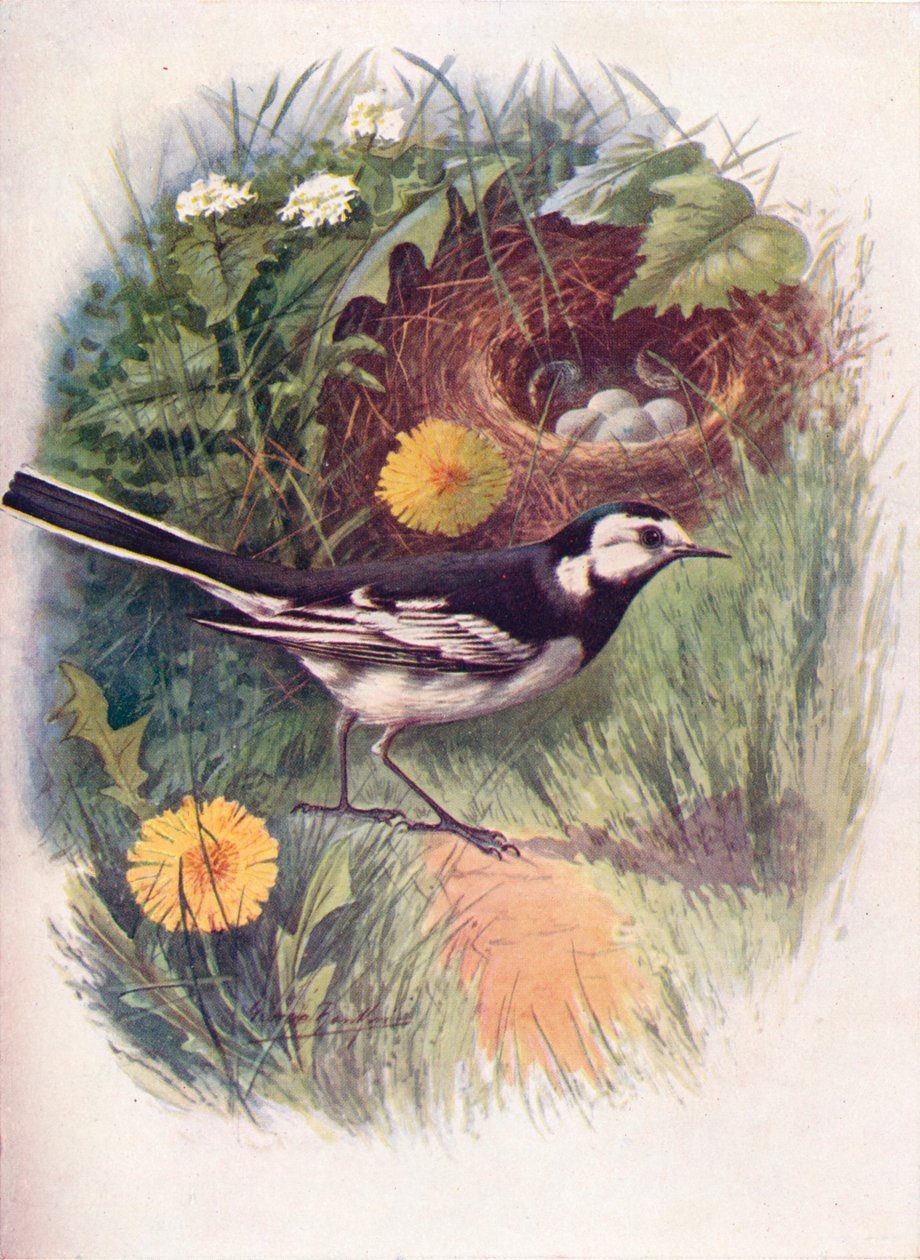 斑尾g-Motacilla lugubris，c1910，1910 作者 乔治·詹姆斯·兰金