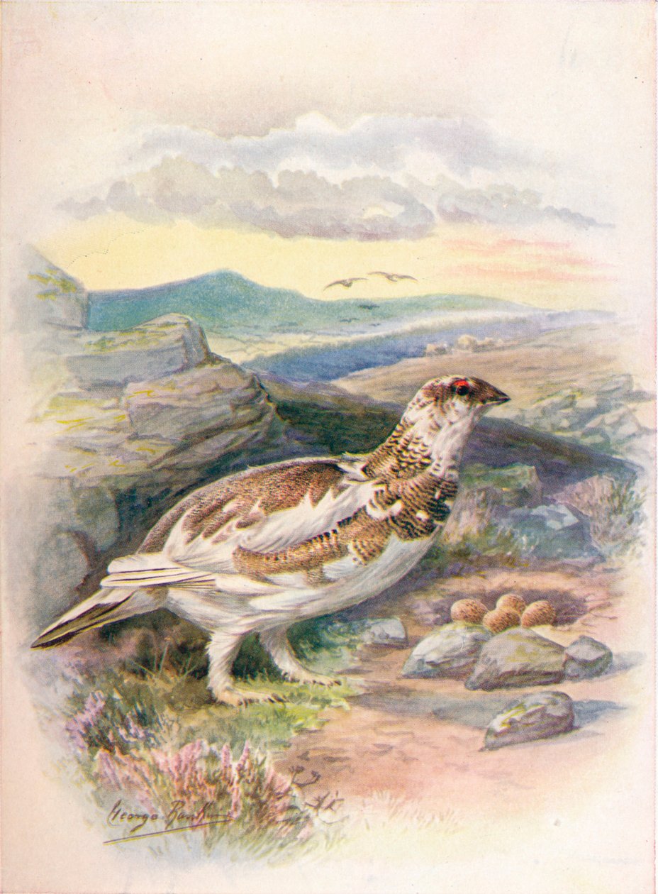 雷鸟-Lagopus mutus，c1910，1910 作者 乔治·詹姆斯·兰金