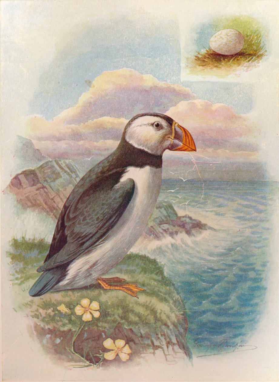 海雀-Fratercula arctica，c1910，1910 作者 乔治·詹姆斯·兰金