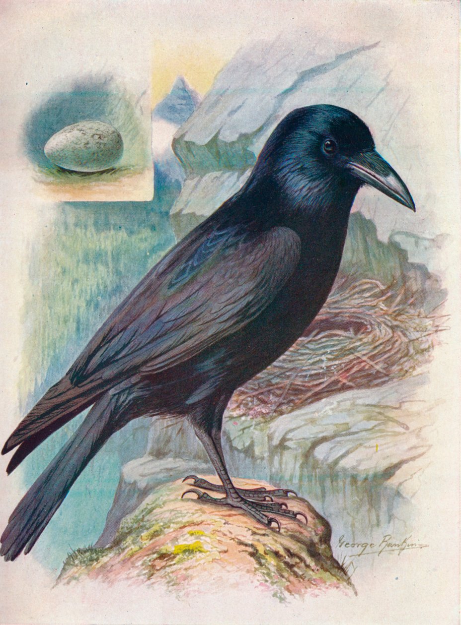 乌鸦-Corvus corax，c1910，1910 作者 乔治·詹姆斯·兰金
