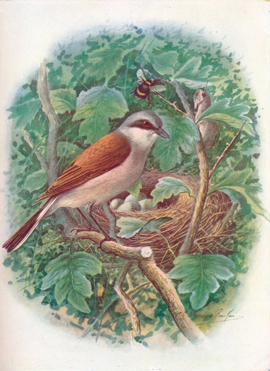 红背伯劳-Lanius collurio，c1910，1910 作者 乔治·詹姆斯·兰金