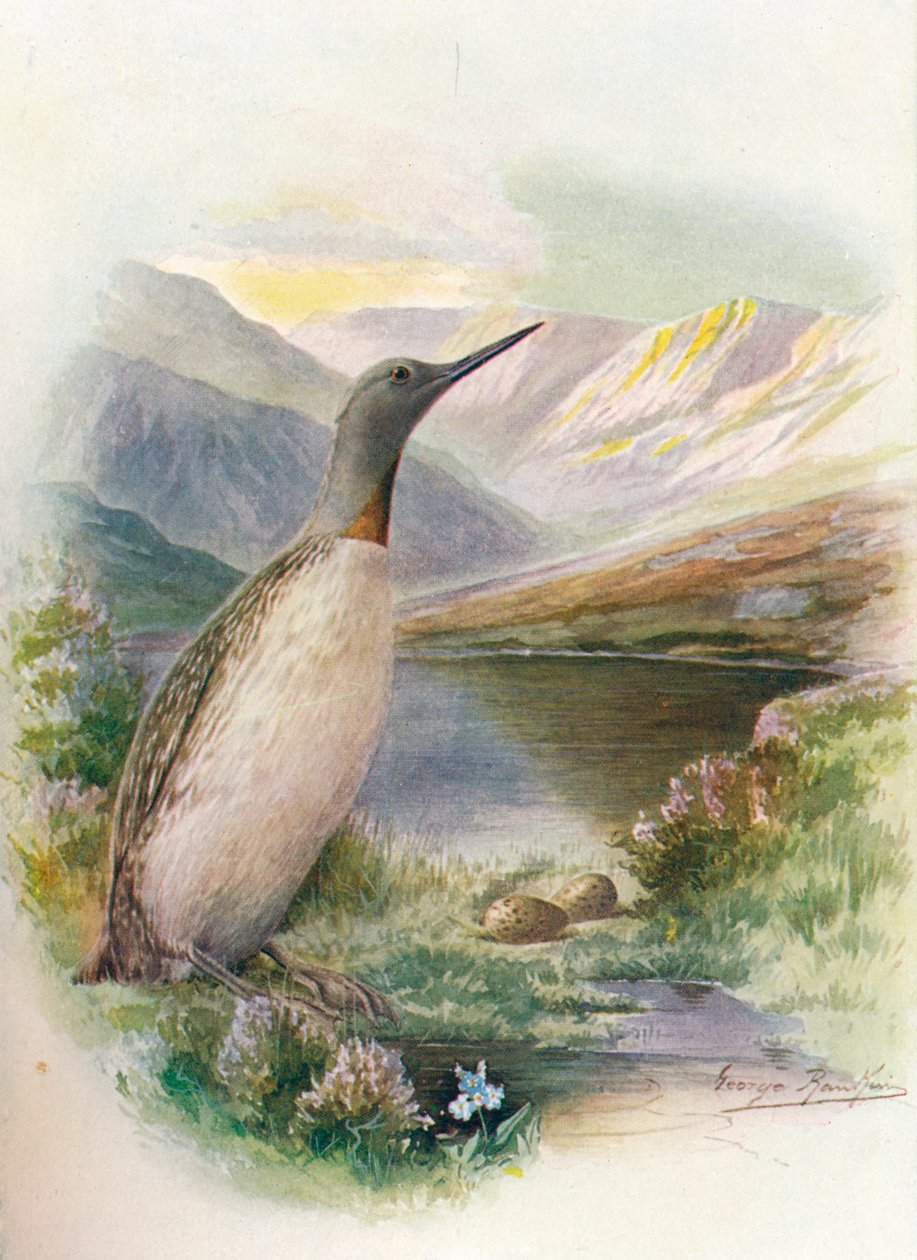 红喉潜水员-Colymbus septentrionalis，c1910，1910 作者 乔治·詹姆斯·兰金