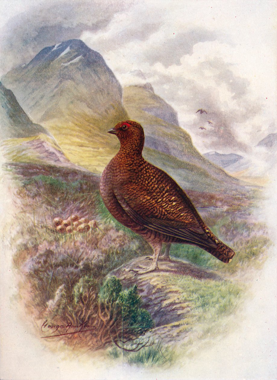 红松鸡-Lagopus scoticus，c1910，1910 作者 乔治·詹姆斯·兰金