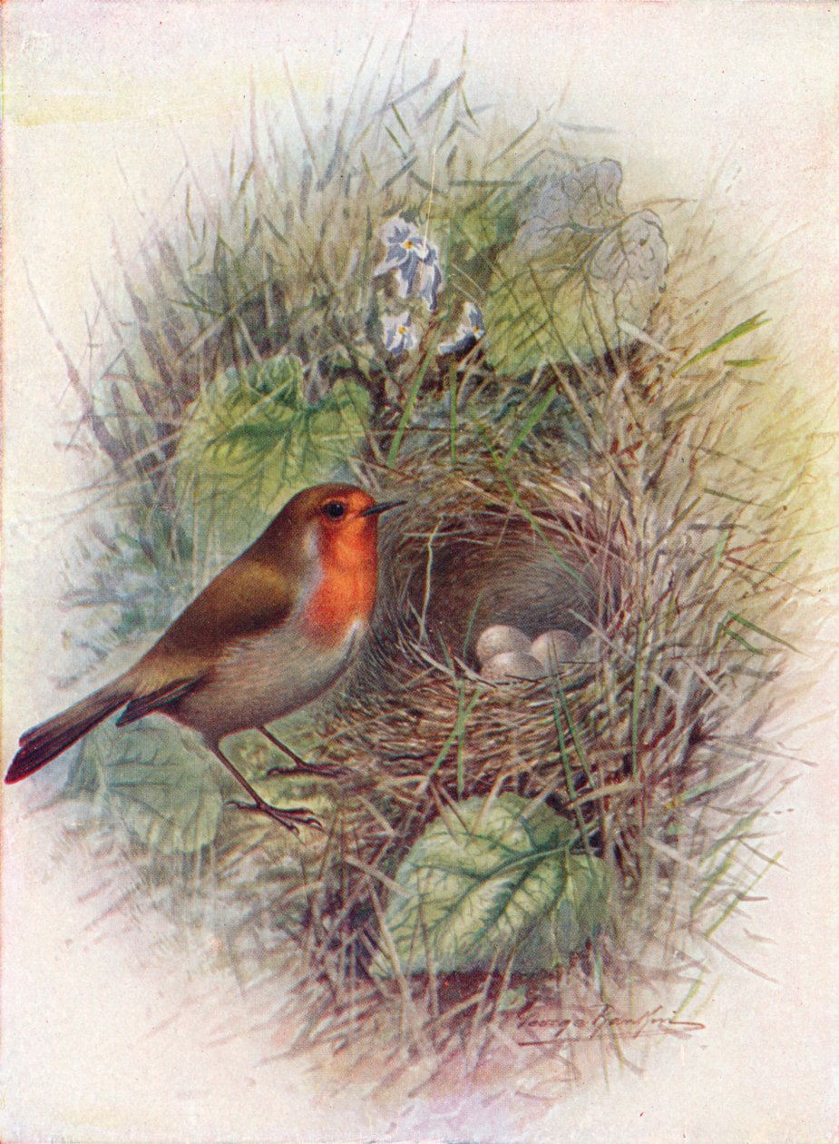 Redbreast or Robin-Erithacus rubecula，c1910，1910 作者 乔治·詹姆斯·兰金