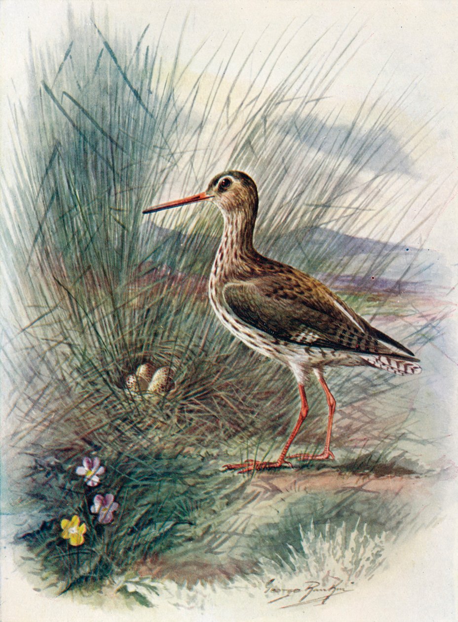 赤足--Totanus calidris，c1910，1910 作者 乔治·詹姆斯·兰金