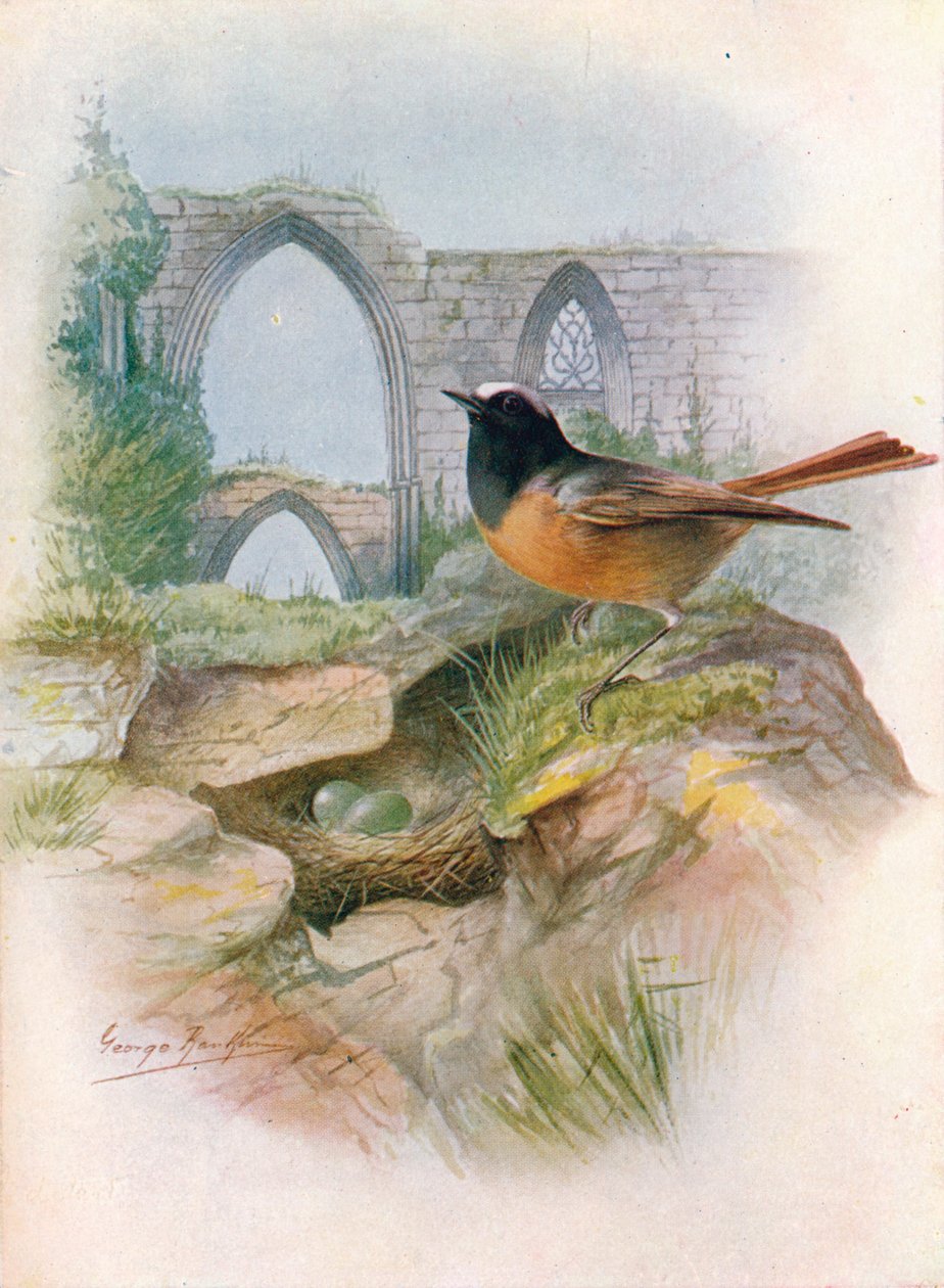 Redstart-菊苣（Rutticilla phoenicurus），c1910,1910 作者 乔治·詹姆斯·兰金