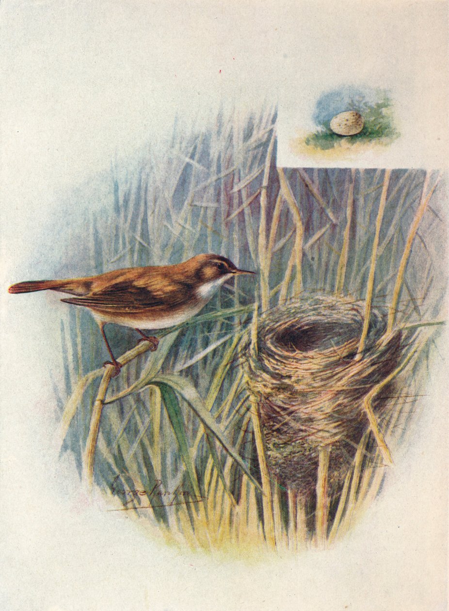 里德沃伯勒犬（Reed-Warbler）-Acrocephalus streperus，c1910，1910 作者 乔治·詹姆斯·兰金