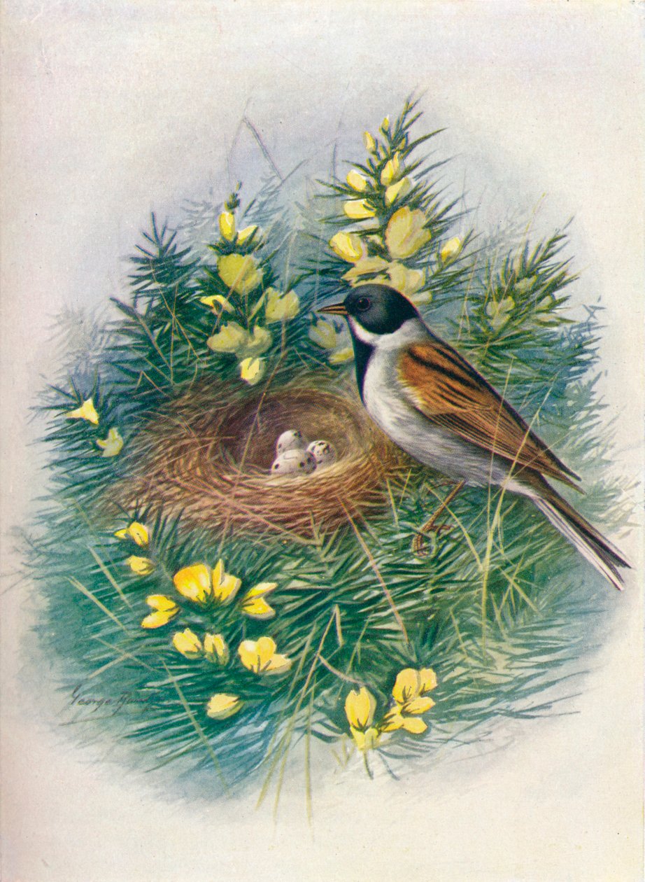芦苇彩旗-Embriza schoeniclus，c1910，1910 作者 乔治·詹姆斯·兰金