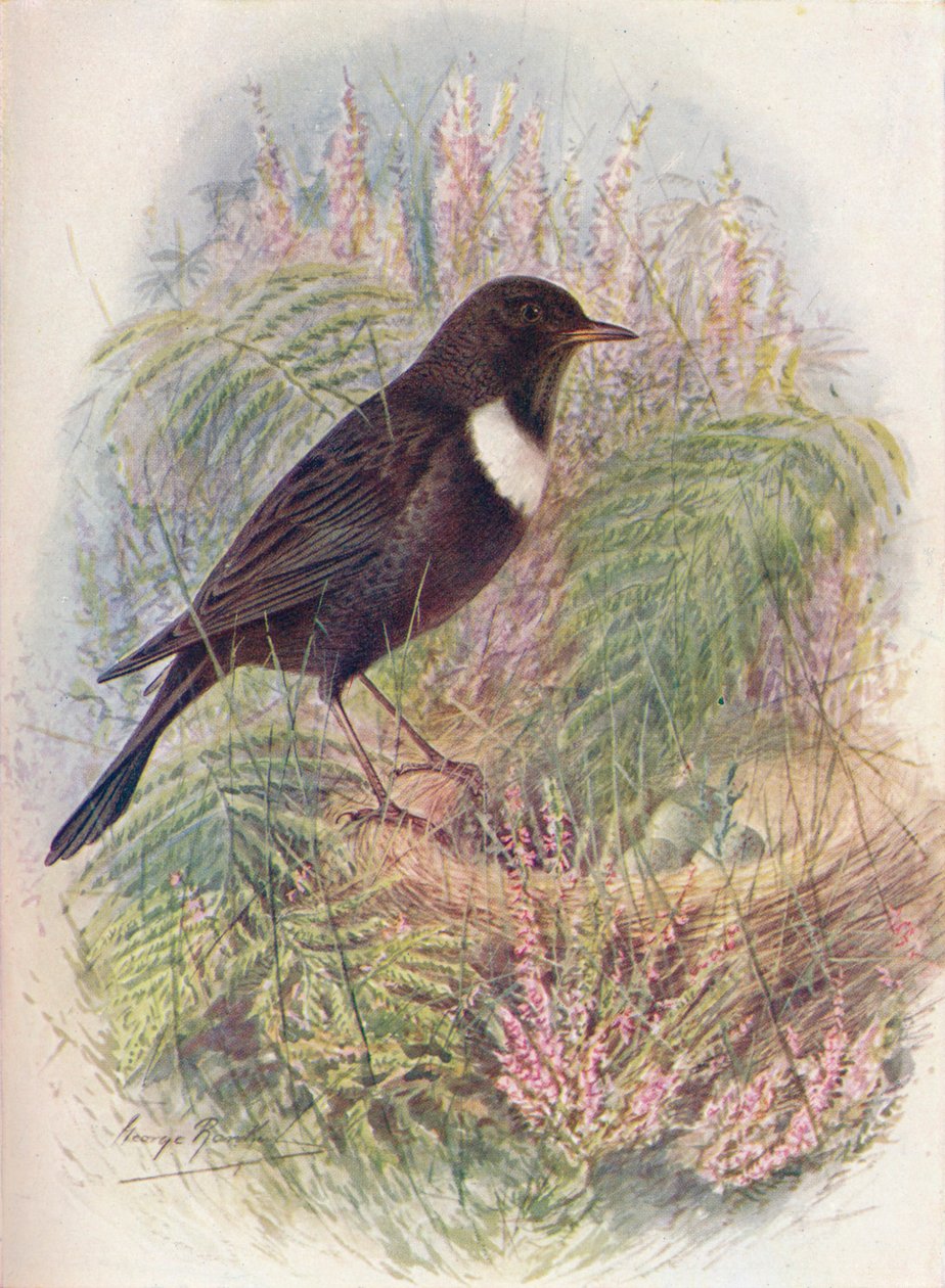 环鹤类的小鸟 - 西尔维亚大猩猩，c1910，1910 作者 乔治·詹姆斯·兰金