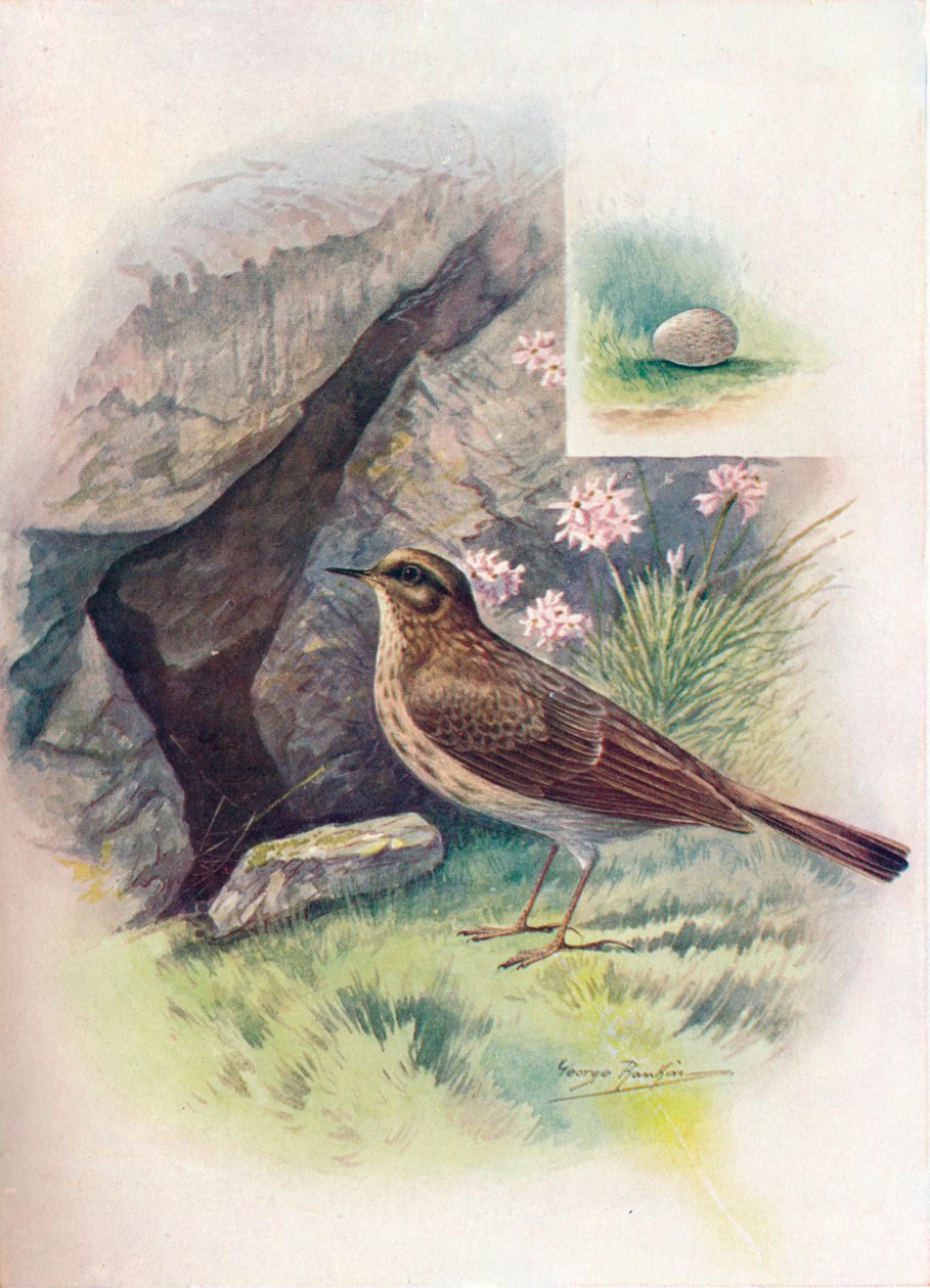 Rock-Pipit-Anthus obscurus，c1910，1910 作者 乔治·詹姆斯·兰金