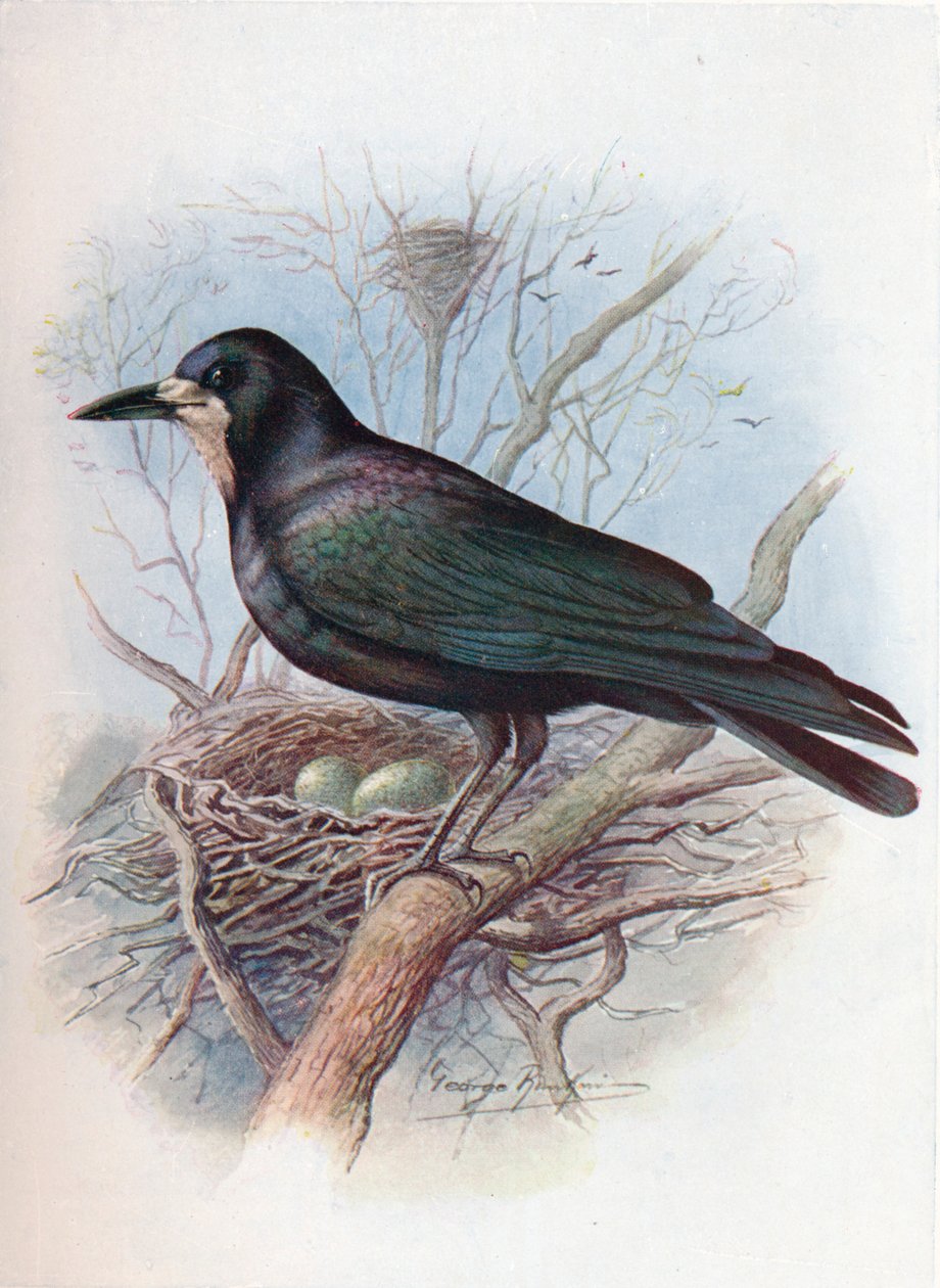 白嘴鸦-乌鸦（Corvus frugilegus），c1910，1910年 作者 乔治·詹姆斯·兰金