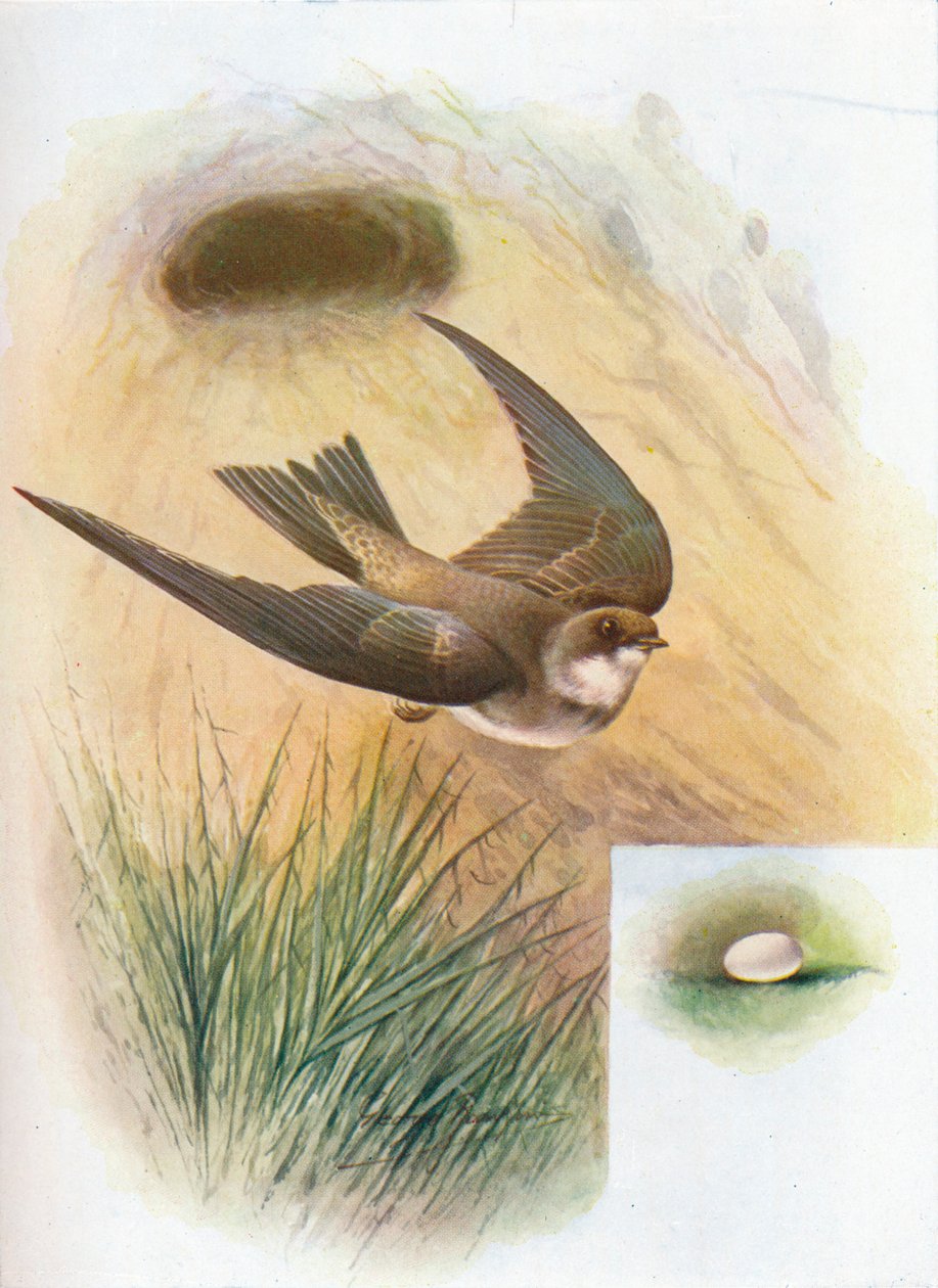 沙马丁（Sand-Martin）-河岸河岸（Cotile riparia），c1910，1910年 作者 乔治·詹姆斯·兰金