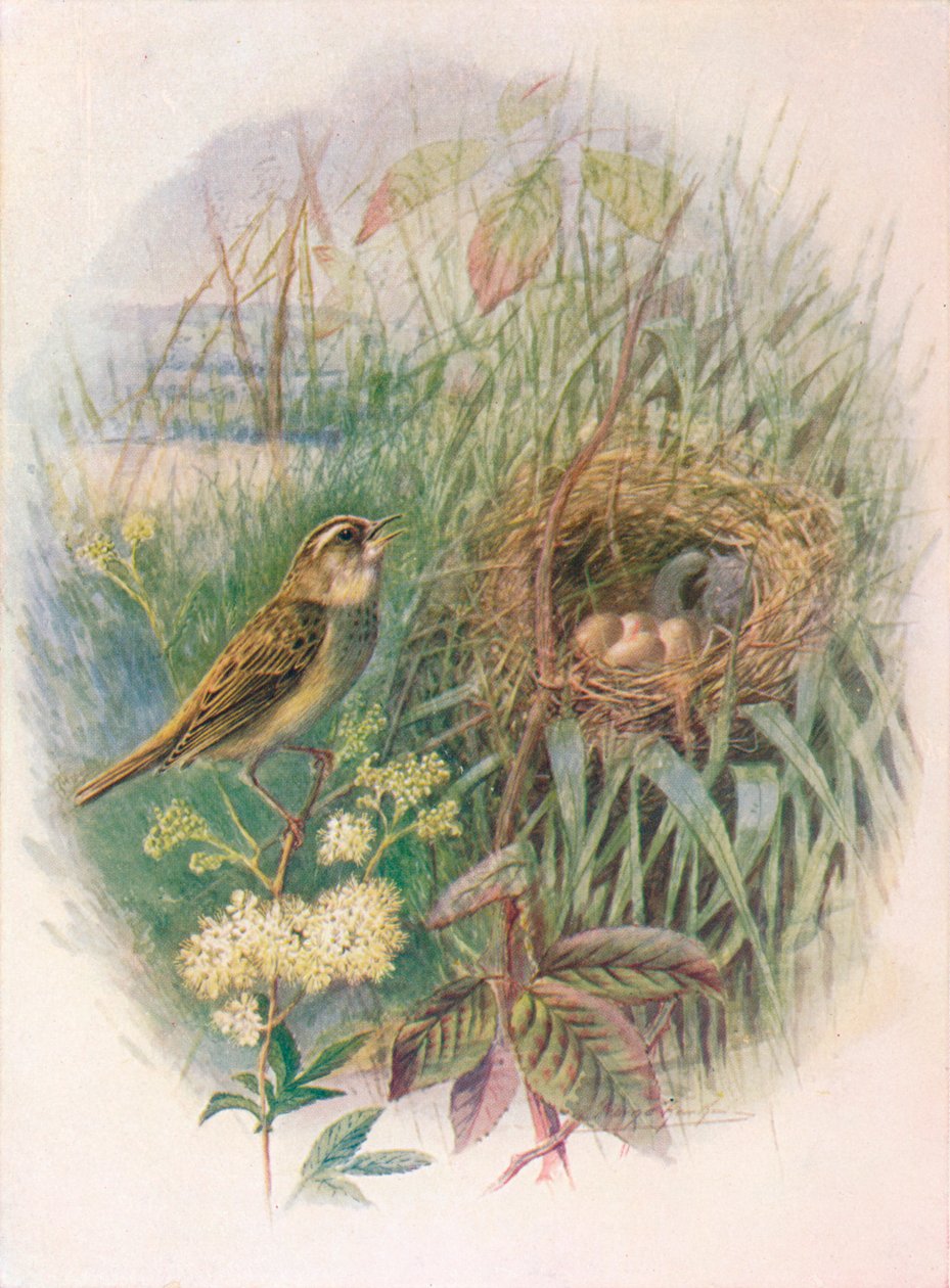 edge莺-顶头睑炎，c1910,1910 作者 乔治·詹姆斯·兰金