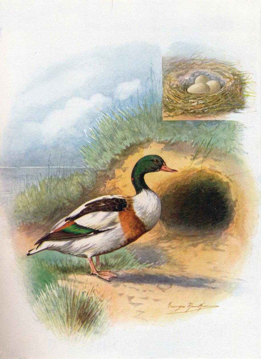 Sheld-Duck or Sheldrake-Tadorna cornuta，c1910，1910 作者 乔治·詹姆斯·兰金